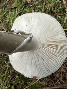 Grauer Wulstling