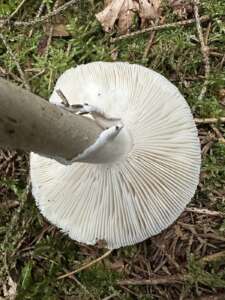 Grauer Wulstling