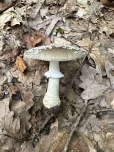 Grauer Wulstling