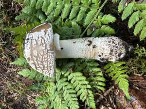 Grauer Wulstling