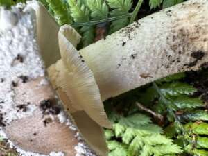 Grauer Wulstling