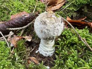 Grauer Wulstling