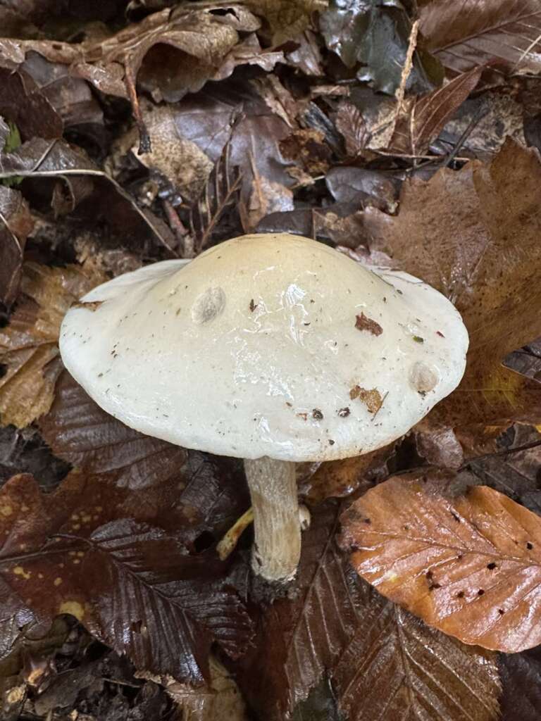Großer, heller Fruchtkörper