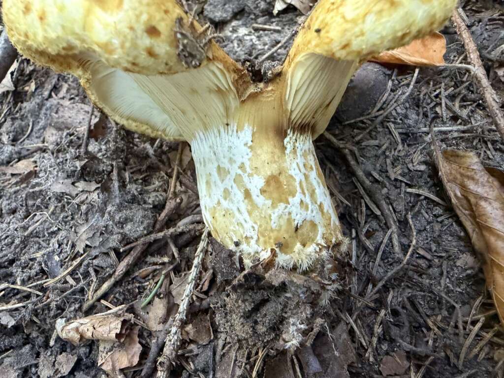 Stiel mit gelblichen Grübchen