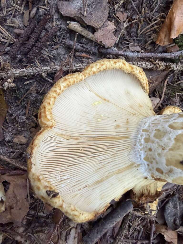 Lamellen und zottig eingerollter Hutrand
