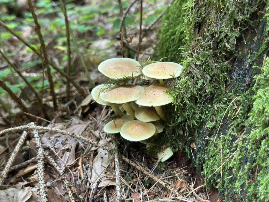 Büschel an Holz