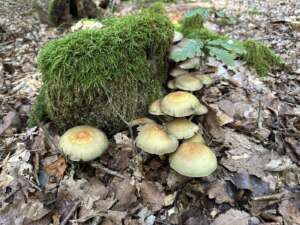 Grünblättriger Schwefelkopf