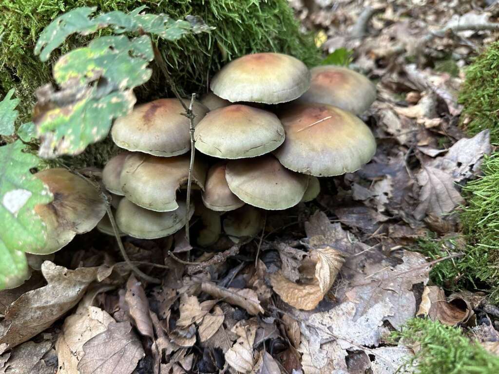 Schwefelgelbe Hüte