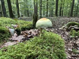 Grünblättriger Schwefelkopf