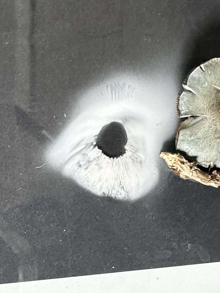 Weißer Sporenabdruck