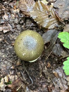 Grüner Knollenblätterpilz
