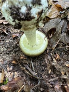 Grüner Knollenblätterpilz