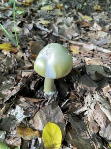 Grüner Knollenblätterpilz