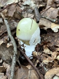 Grüner Knollenblätterpilz