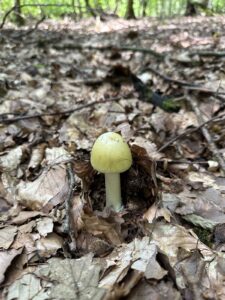Grüner Knollenblätterpilz