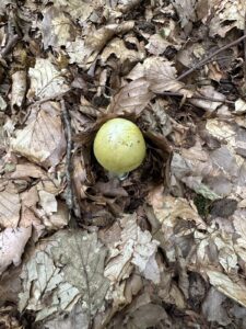 Grüner Knollenblätterpilz