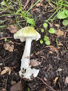 Grüner Knollenblätterpilz