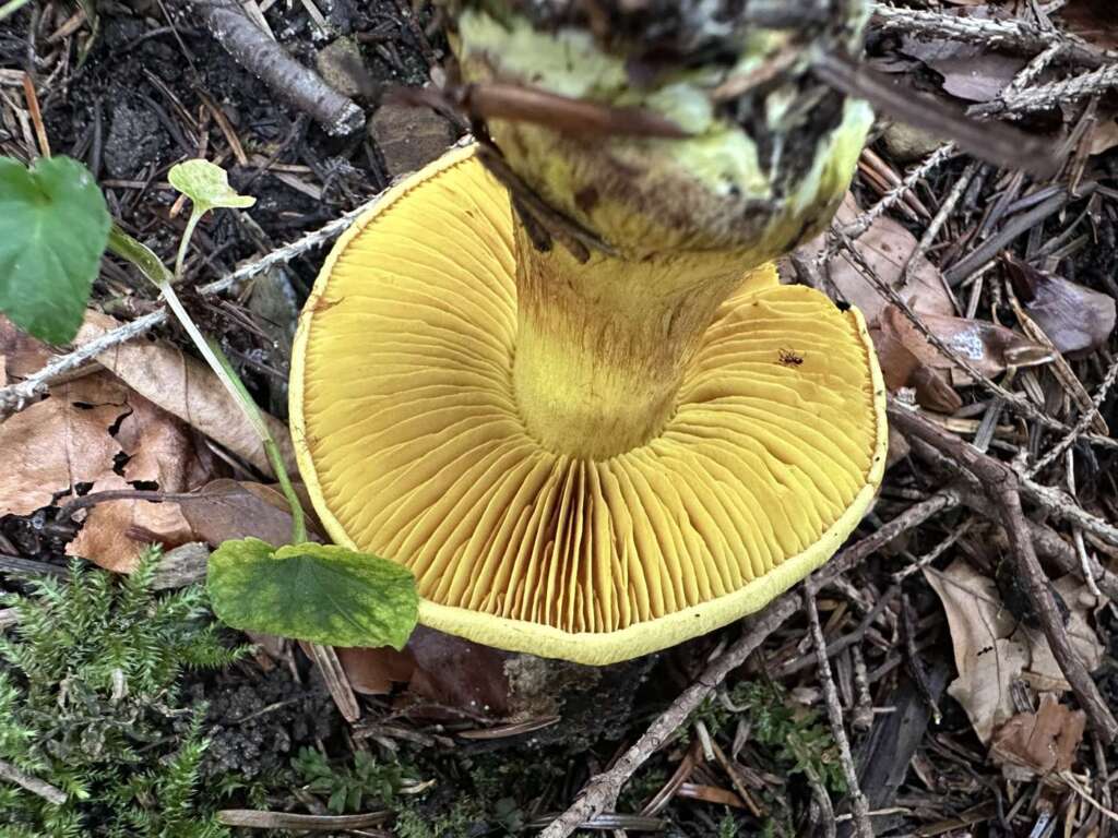 Gelbe Lamellen