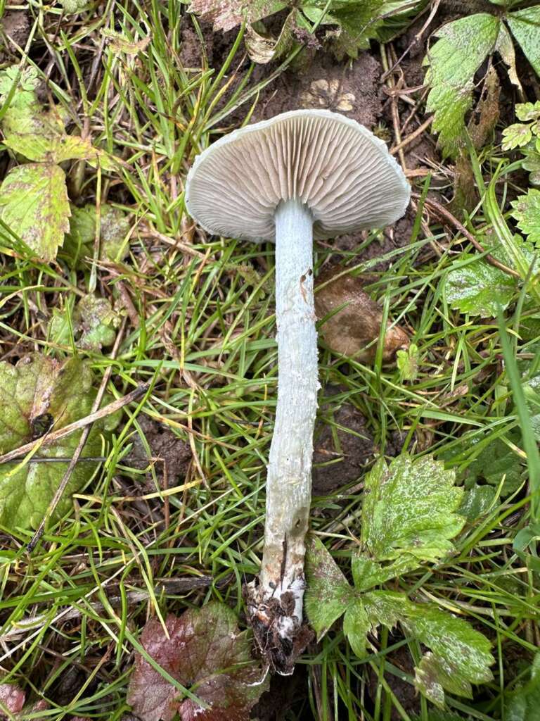 Beringter, weißflockiger Stiel