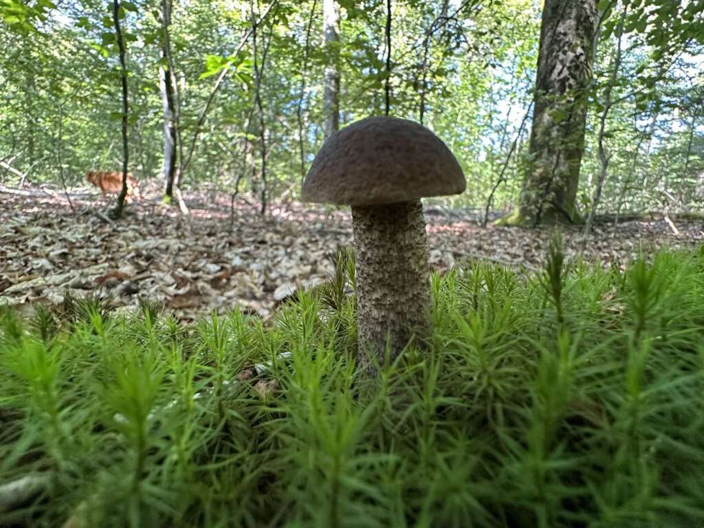 Fruchtkörper unter Hainbuche