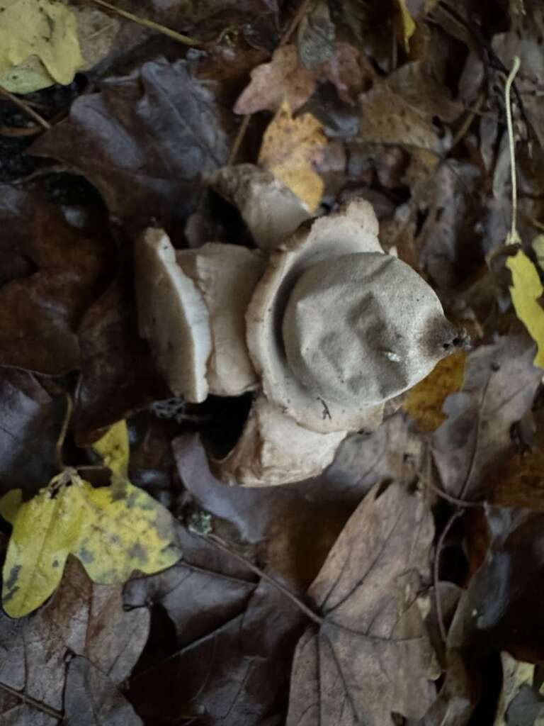 Kragen um die innere Kugel („Halskrause“)
