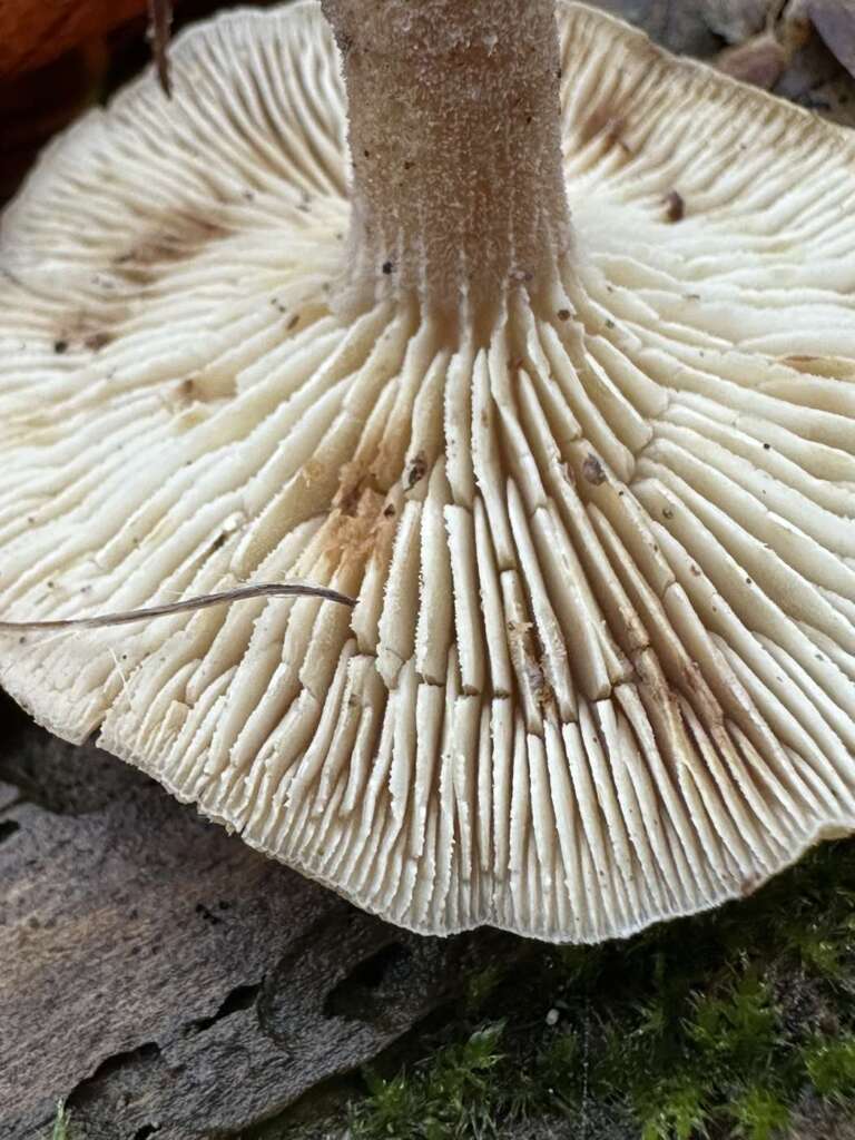 Gesägte Lamellenschneiden