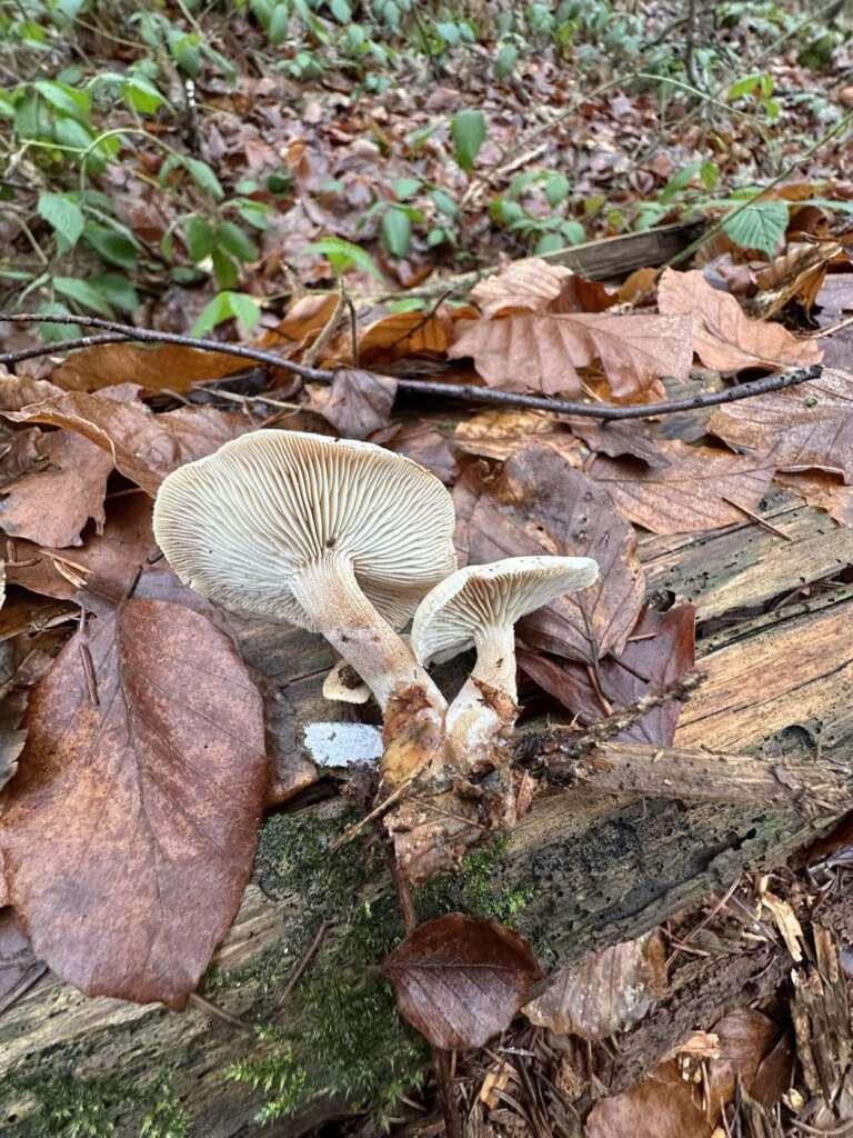 Fruchtkörper auf Nadelholz