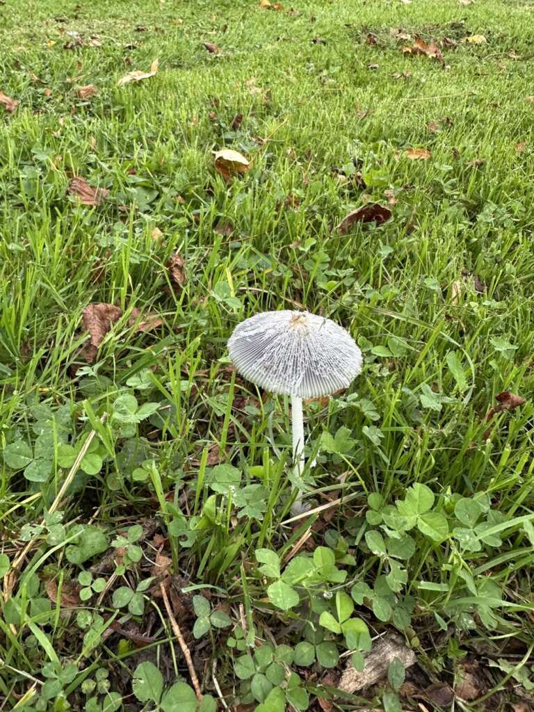 Zarter Fruchtkörper im Gras