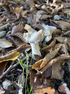 Herbstlorchel