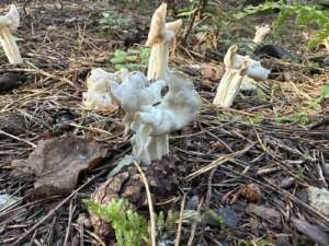 Herbstlorchel