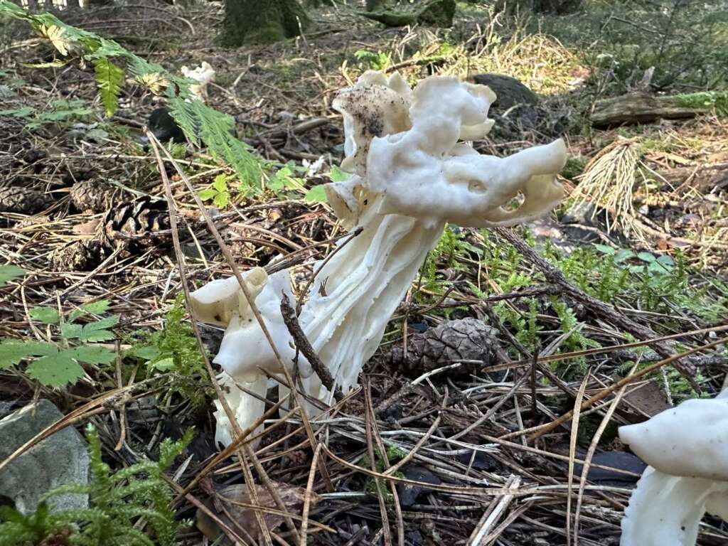 Weißlicher, sattelförmiger Kopf