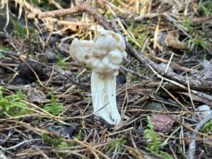 Herbstlorchel