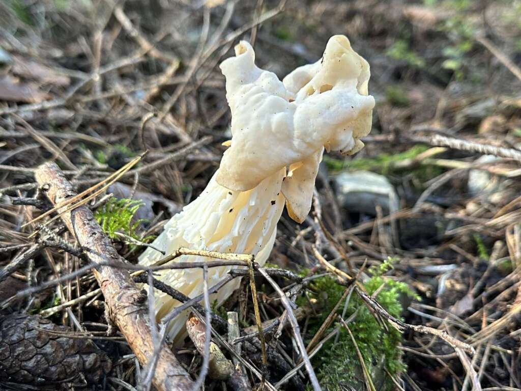 Fruchtkörper