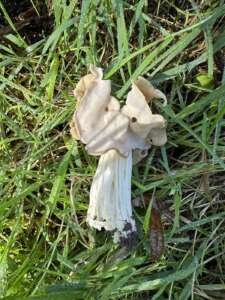 Herbstlorchel