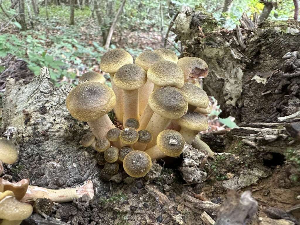 Honiggelbe Büschel am Holz