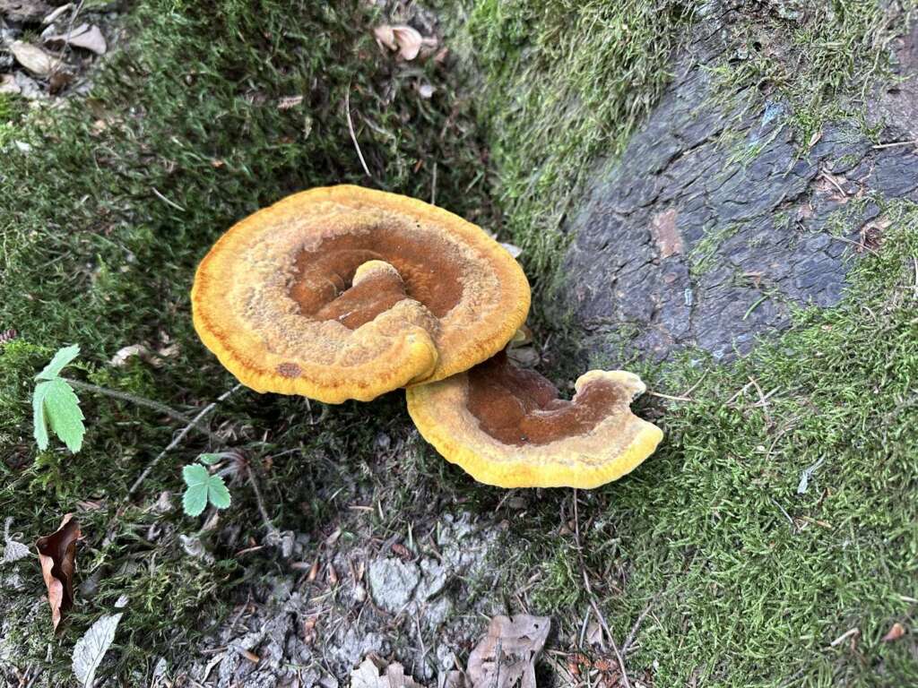 Frischer Fruchtkörper mit leuchtend gelbem Rand