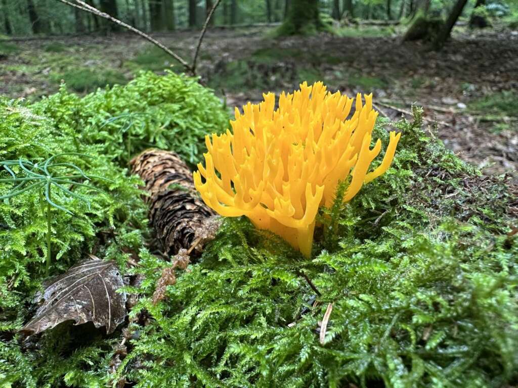 Dottergelbe, geweihartig verzweigte Fruchtkörper