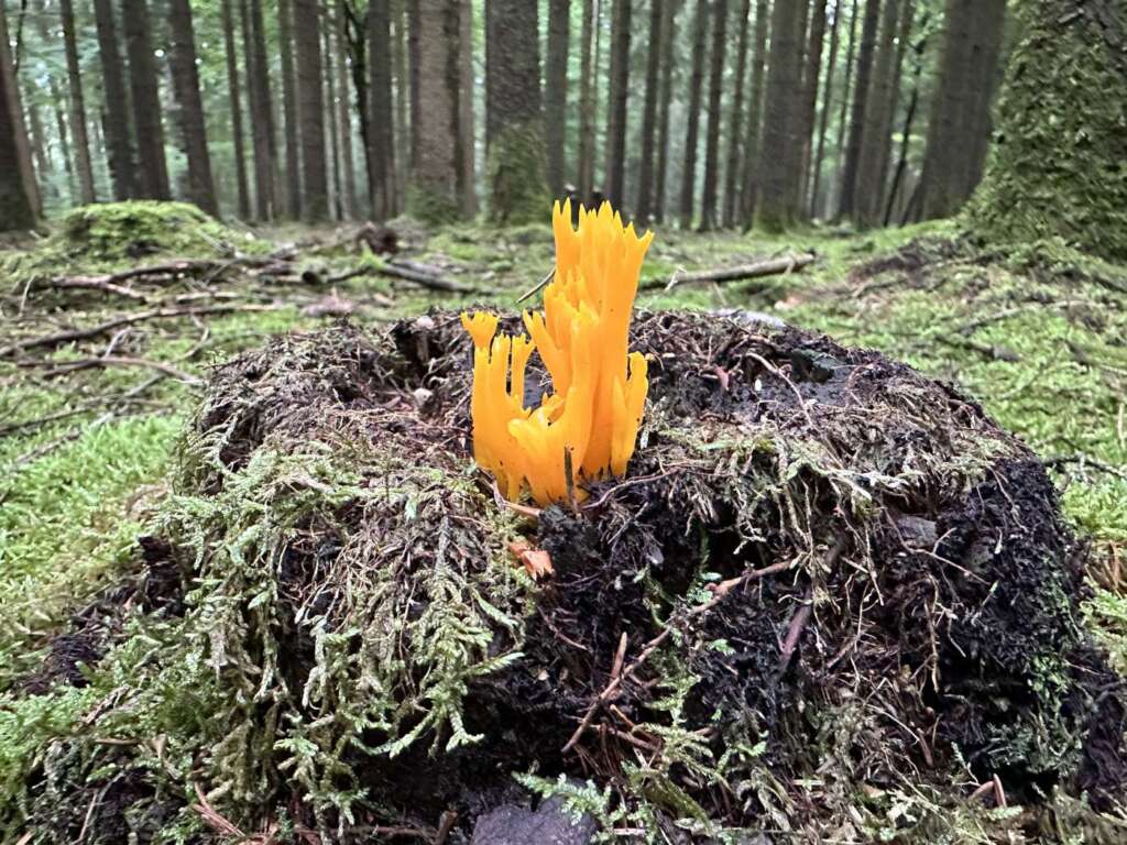 Am Nadelholzstumpf