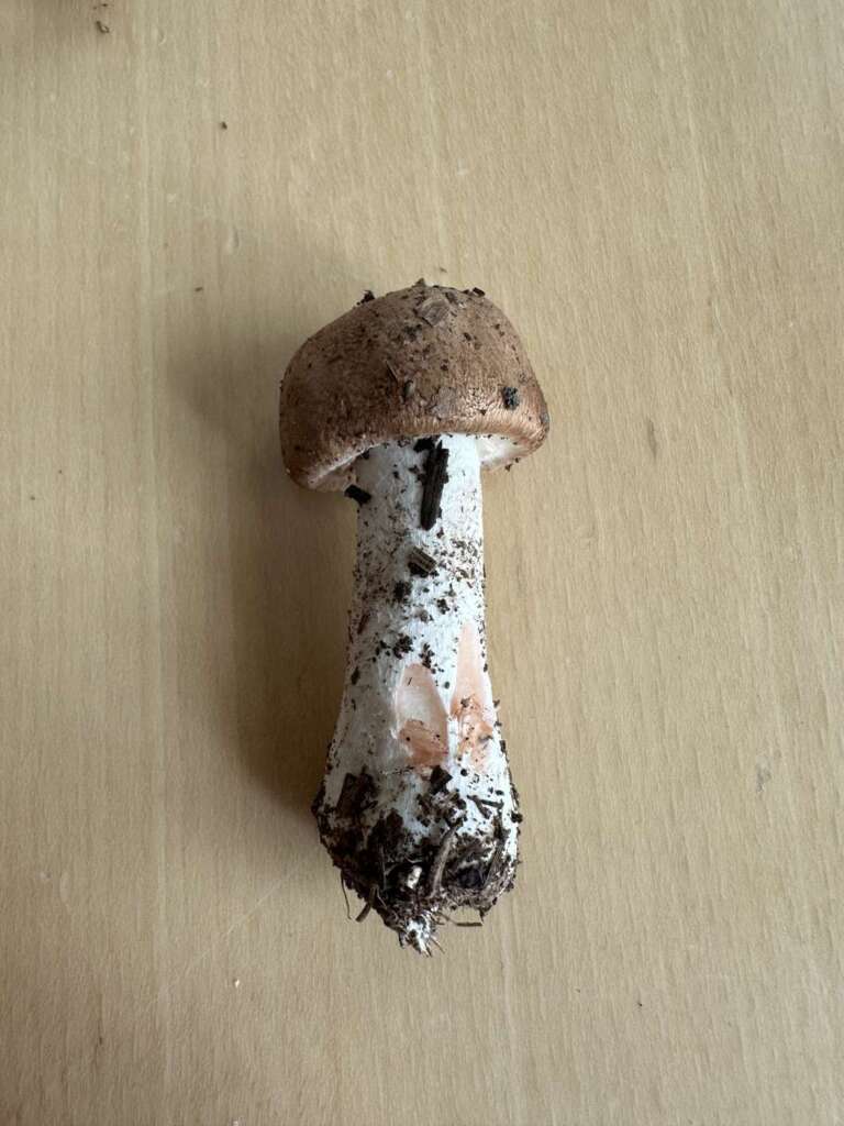 Fruchtkörper mit braunschuppigem Hut