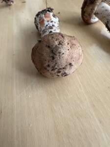Kleiner Wald-Champignon