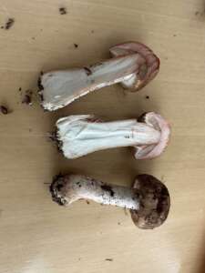 Kleiner Wald-Champignon