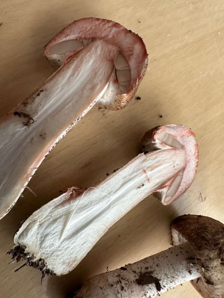 Längsschnitt: Fleisch rötet