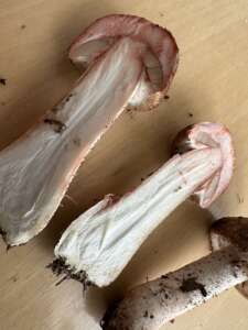 Kleiner Wald-Champignon