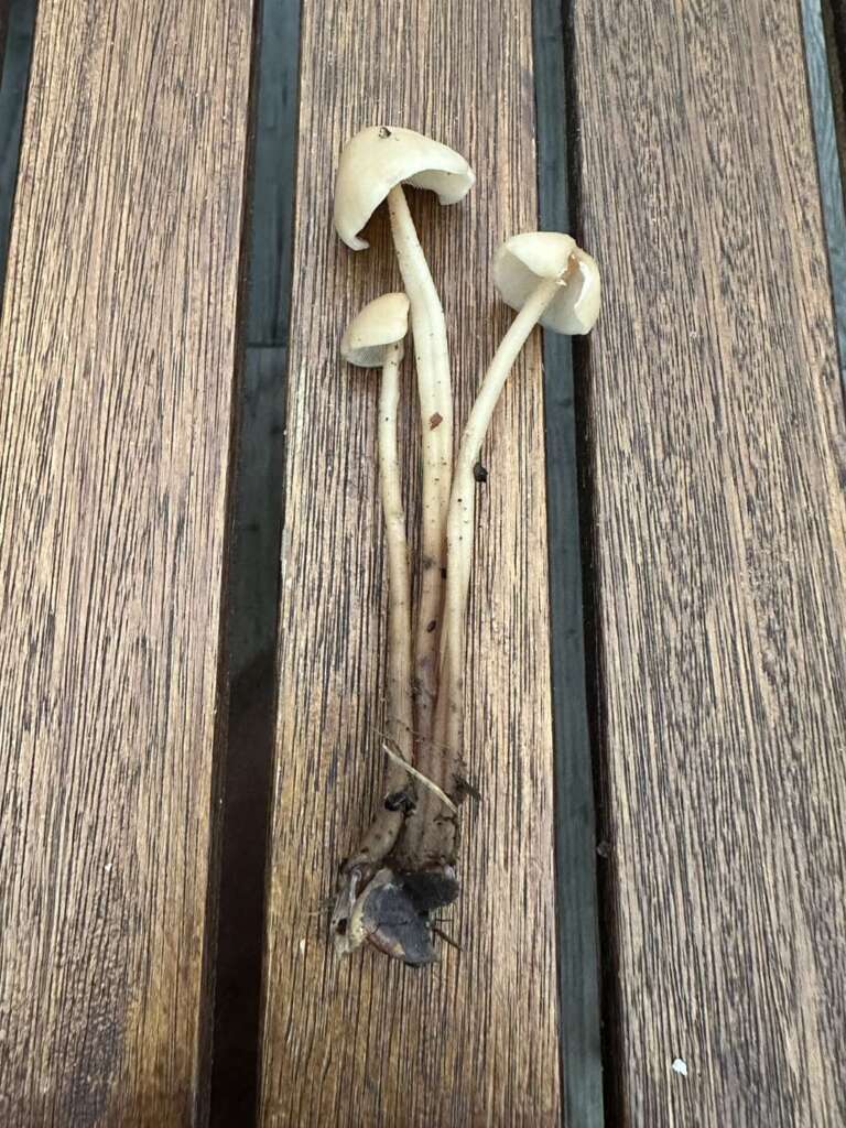 Zusammengewachsene Stiele