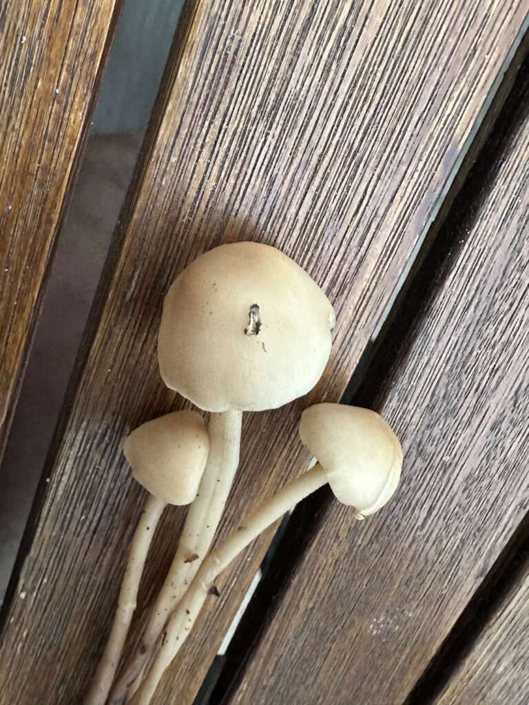 Fruchtkörper