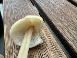 Knopfstieliger Rübling