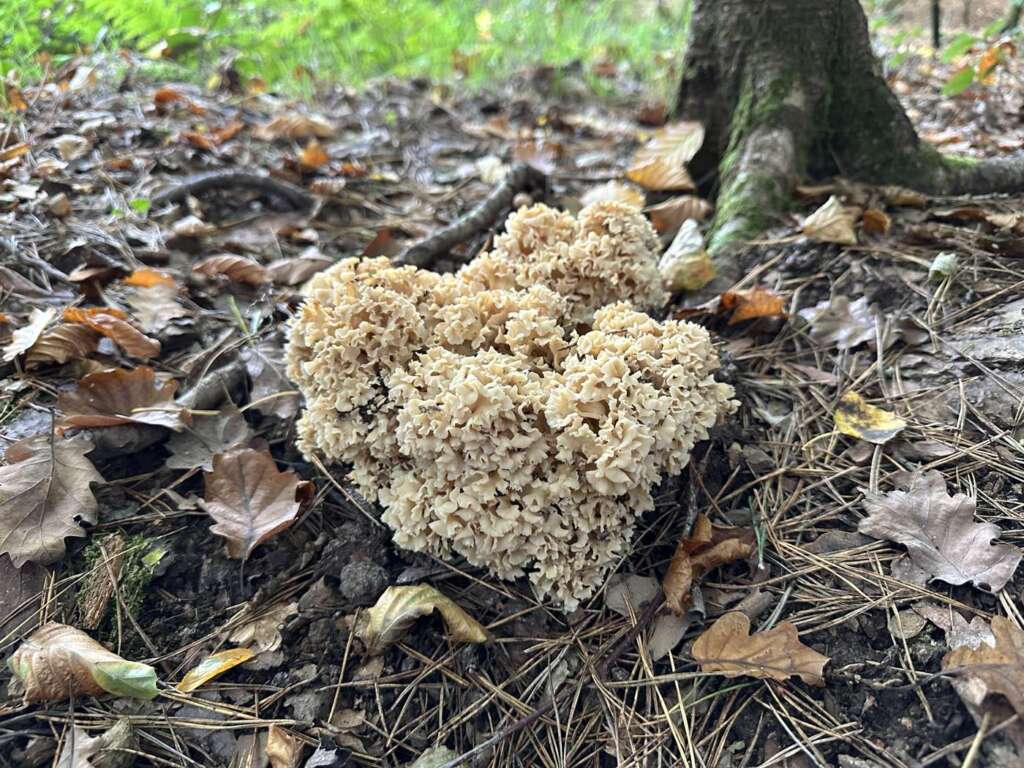 Fruchtkörper am Stammgrund
