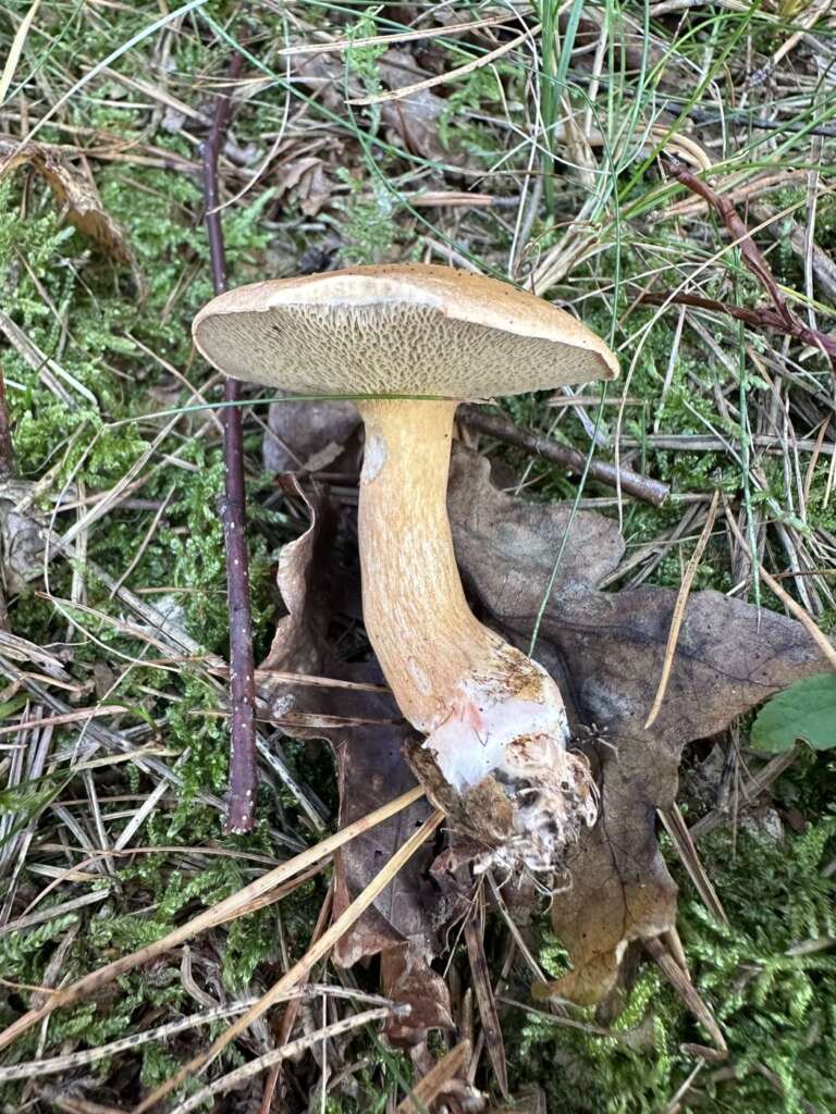 Fruchtkörper im Kiefernwald