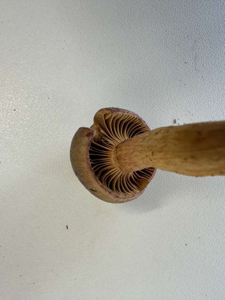 Herablaufende Lamellen
