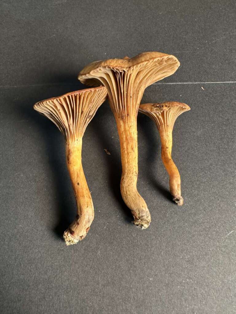 Fruchtkörper